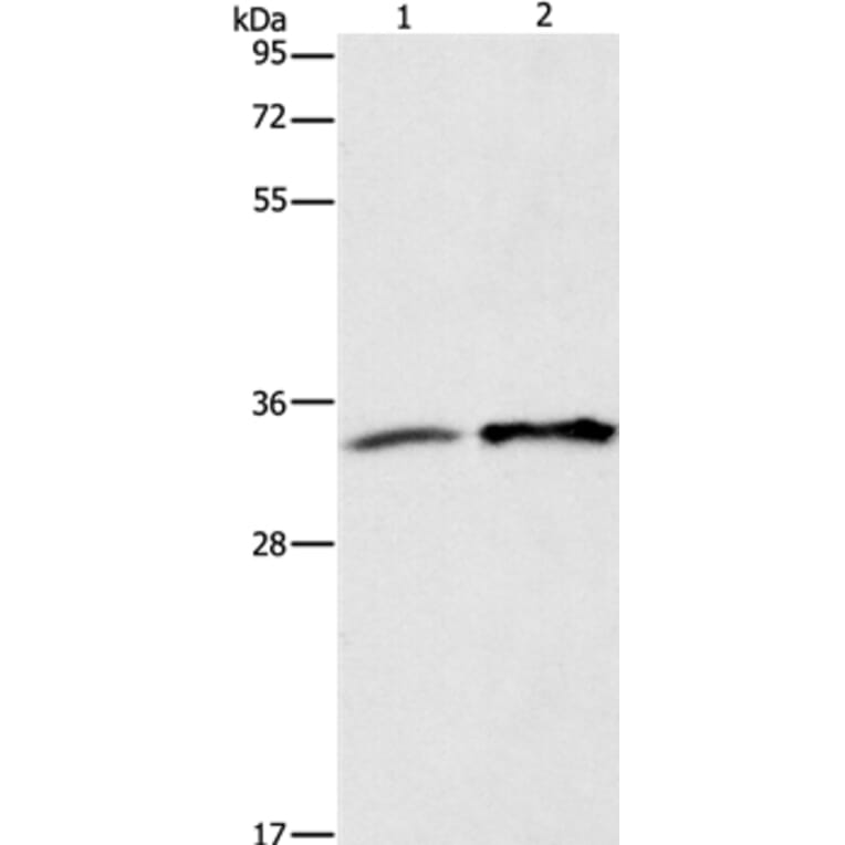 ANXA4 Antibody from Signalway Antibody (35620) - Antibodies.com