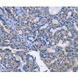 Immunohistochemistry - ANXA4 Antibody from Signalway Antibody (35620) - Antibodies.com