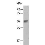 ANXA8 Antibody from Signalway Antibody (35621) - Antibodies.com