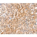 Immunohistochemistry - ANXA8 Antibody from Signalway Antibody (35621) - Antibodies.com