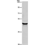 KRT40 Antibody from Signalway Antibody (35629) - Antibodies.com