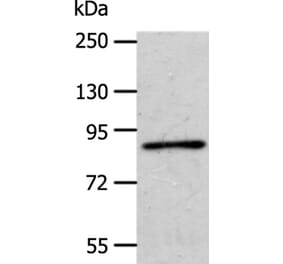 APPL1 Antibody from Signalway Antibody (35645) - Antibodies.com