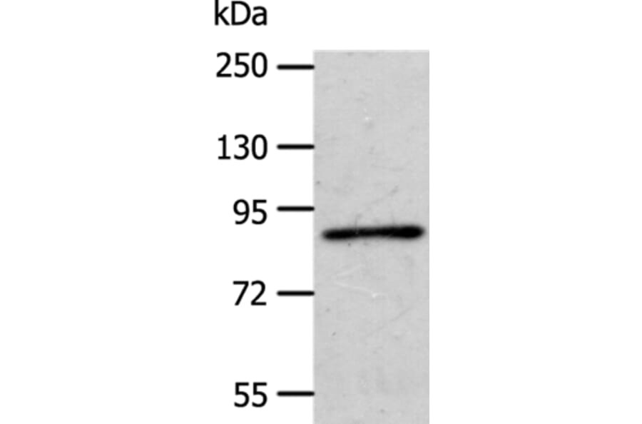 APPL1 Antibody from Signalway Antibody (35645) - Antibodies.com