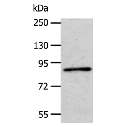 APPL1 Antibody from Signalway Antibody (35645) - Antibodies.com