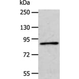 APPL1 Antibody from Signalway Antibody (35645) - Antibodies.com