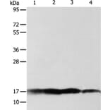 ATP5J Antibody from Signalway Antibody (35649) - Antibodies.com