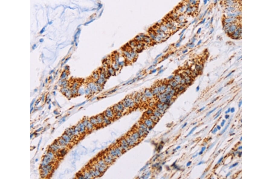 Immunohistochemistry - ATP5J Antibody from Signalway Antibody (35649) - Antibodies.com