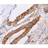 Immunohistochemistry - ATP5J Antibody from Signalway Antibody (35649) - Antibodies.com
