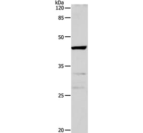CDK10 Antibody from Signalway Antibody (35677) - Antibodies.com