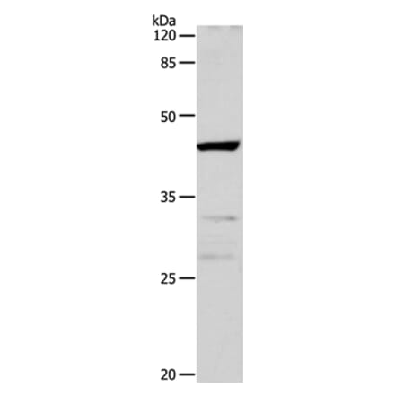 CDK10 Antibody from Signalway Antibody (35677) - Antibodies.com