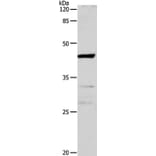 CDK10 Antibody from Signalway Antibody (35677) - Antibodies.com