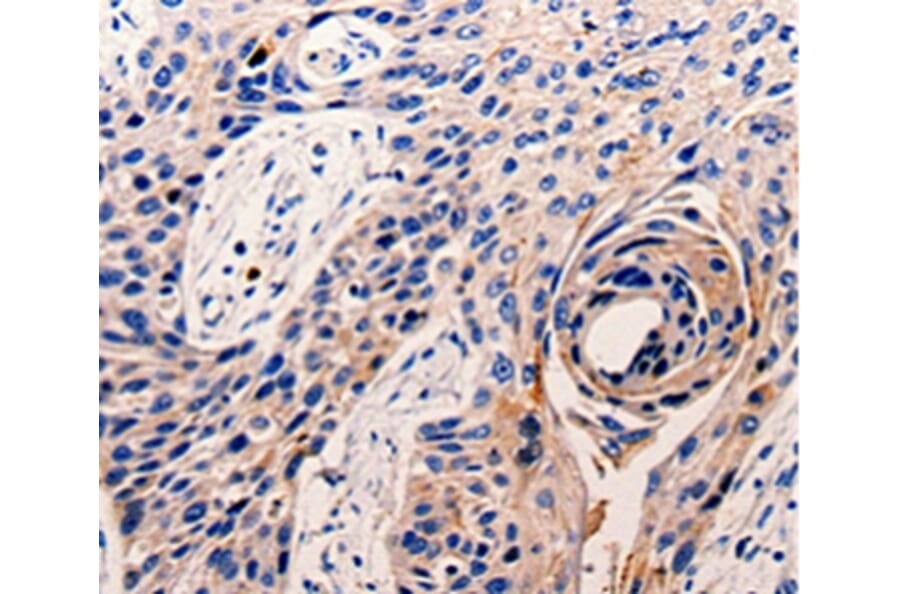 Immunohistochemistry - CDK10 Antibody from Signalway Antibody (35677) - Antibodies.com