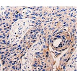 Immunohistochemistry - CDK10 Antibody from Signalway Antibody (35677) - Antibodies.com