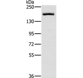 ERBB4 Antibody from Signalway Antibody (35681) - Antibodies.com
