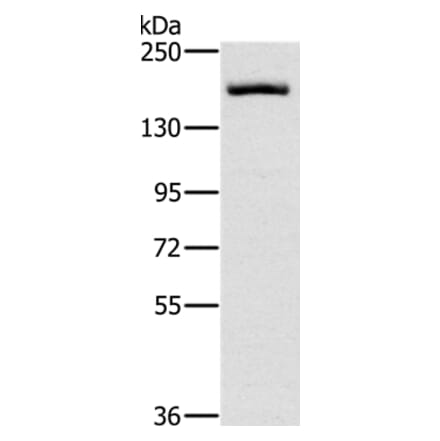 ERBB4 Antibody from Signalway Antibody (35681) - Antibodies.com