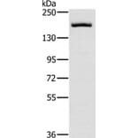ERBB4 Antibody from Signalway Antibody (35681) - Antibodies.com