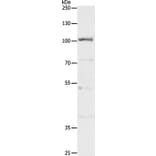 CLCA4 Antibody from Signalway Antibody (35684) - Antibodies.com