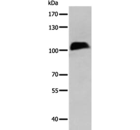 CTBP2 Antibody from Signalway Antibody (35698) - Antibodies.com
