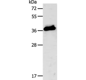 CXCR3 Antibody from Signalway Antibody (35701) - Antibodies.com