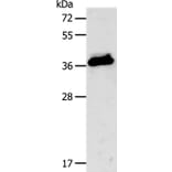 CXCR3 Antibody from Signalway Antibody (35701) - Antibodies.com