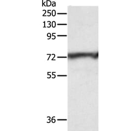 CNNM3 Antibody from Signalway Antibody (35704) - Antibodies.com