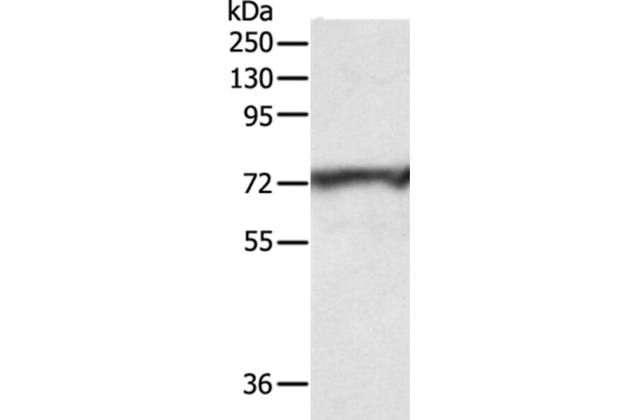 CNNM3 Antibody from Signalway Antibody (35704) - Antibodies.com