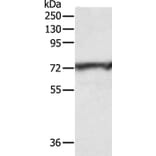 CNNM3 Antibody from Signalway Antibody (35704) - Antibodies.com
