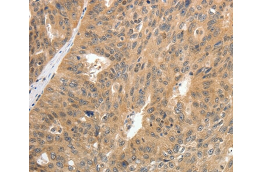 Immunohistochemistry - CNNM3 Antibody from Signalway Antibody (35704) - Antibodies.com