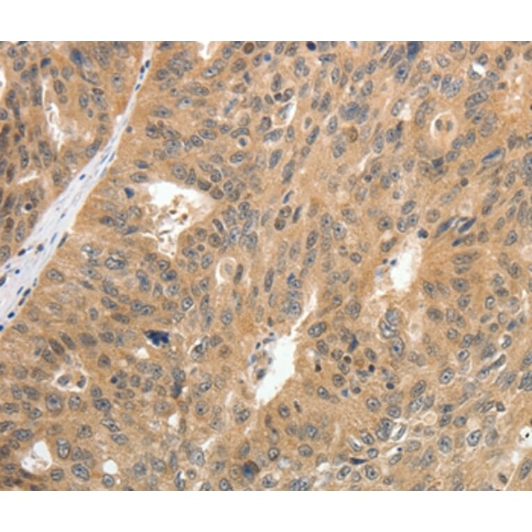 Immunohistochemistry - CNNM3 Antibody from Signalway Antibody (35704) - Antibodies.com