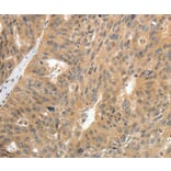 Immunohistochemistry - CNNM3 Antibody from Signalway Antibody (35704) - Antibodies.com