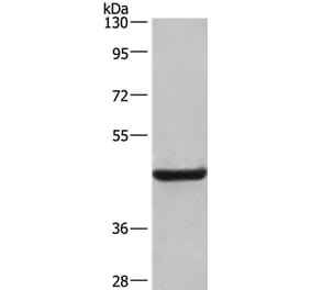 LAMP2 Antibody from Signalway Antibody (35708) - Antibodies.com
