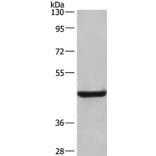 LAMP2 Antibody from Signalway Antibody (35708) - Antibodies.com