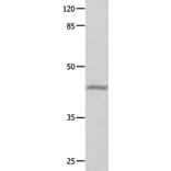 GNA11 Antibody from Signalway Antibody (35744) - Antibodies.com