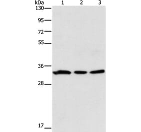 GPA33 Antibody from Signalway Antibody (35759) - Antibodies.com