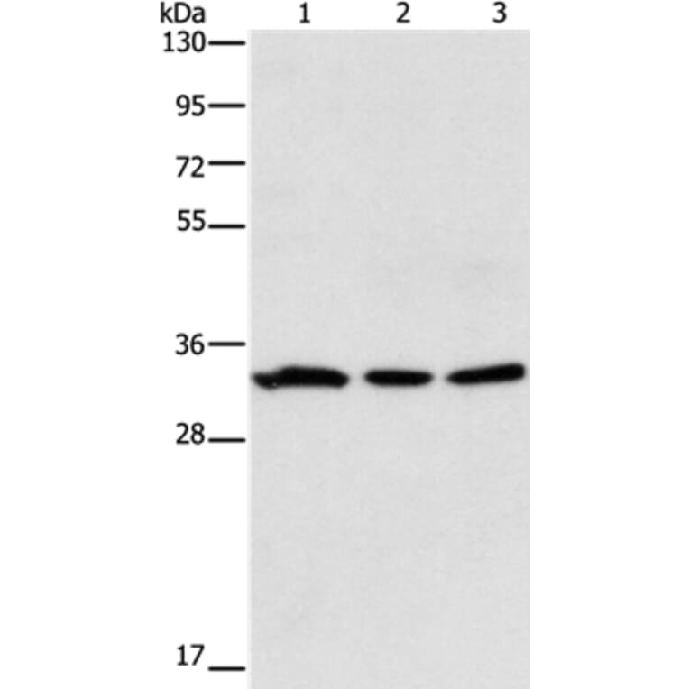 GPA33 Antibody from Signalway Antibody (35759) - Antibodies.com