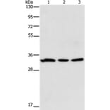 GPA33 Antibody from Signalway Antibody (35759) - Antibodies.com