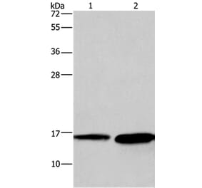 HINT2 Antibody from Signalway Antibody (35765) - Antibodies.com