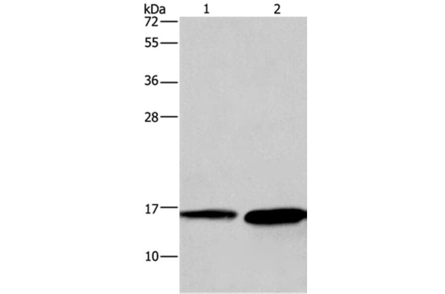HINT2 Antibody from Signalway Antibody (35765) - Antibodies.com