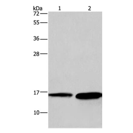 HINT2 Antibody from Signalway Antibody (35765) - Antibodies.com