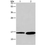HINT2 Antibody from Signalway Antibody (35765) - Antibodies.com