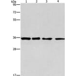 INHBC Antibody from Signalway Antibody (35781) - Antibodies.com