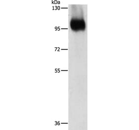 ITGB3 Antibody from Signalway Antibody (35782) - Antibodies.com