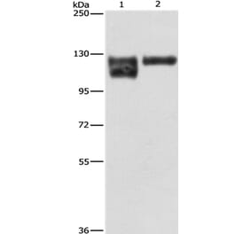 ITGB1 Antibody from Signalway Antibody (35784) - Antibodies.com