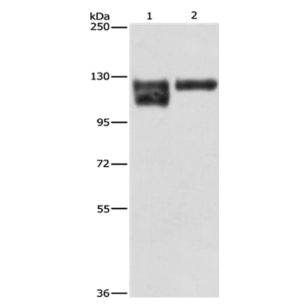 ITGB1 Antibody from Signalway Antibody (35784) - Antibodies.com