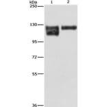 ITGB1 Antibody from Signalway Antibody (35784) - Antibodies.com