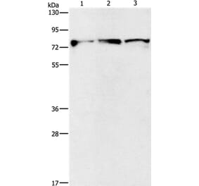 KIF3A Antibody from Signalway Antibody (35795) - Antibodies.com