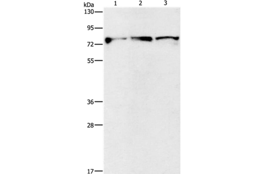 KIF3A Antibody from Signalway Antibody (35795) - Antibodies.com