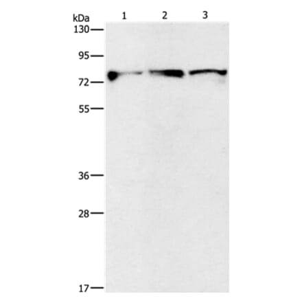 KIF3A Antibody from Signalway Antibody (35795) - Antibodies.com