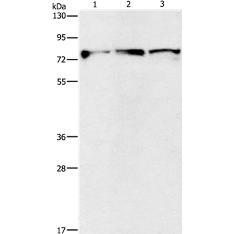 KIF3A Antibody from Signalway Antibody (35795) - Antibodies.com