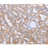 Immunohistochemistry - KIF3A Antibody from Signalway Antibody (35795) - Antibodies.com